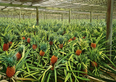 Pineapple Grove Southern Florida in 1907 Vintage Print (7 Sizes)