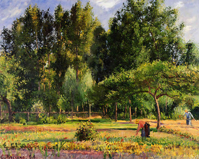 Poplars