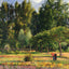 Poplars