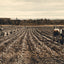 Potato Field Fort Fairfield Maine in 1905 Vintage Print (7 Sizes) - Acid Free