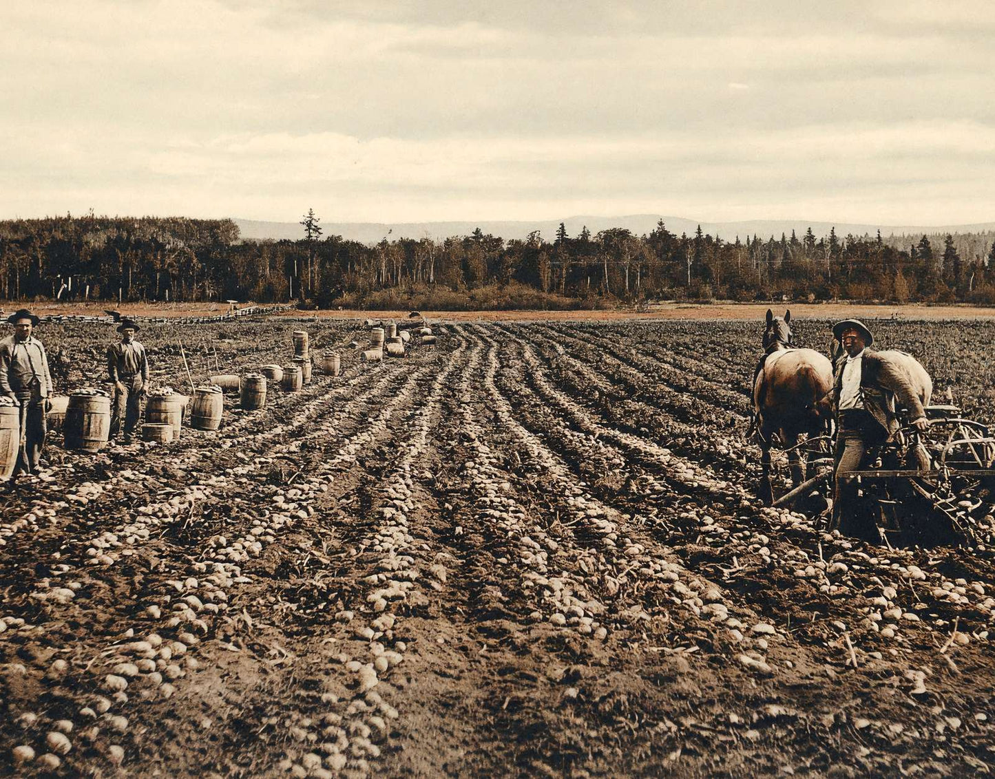 Potato Field Fort Fairfield Maine in 1905 Vintage Print (7 Sizes) - Acid Free