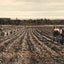 Potato Field Fort Fairfield Maine in 1905 Vintage Print (7 Sizes) - Acid Free