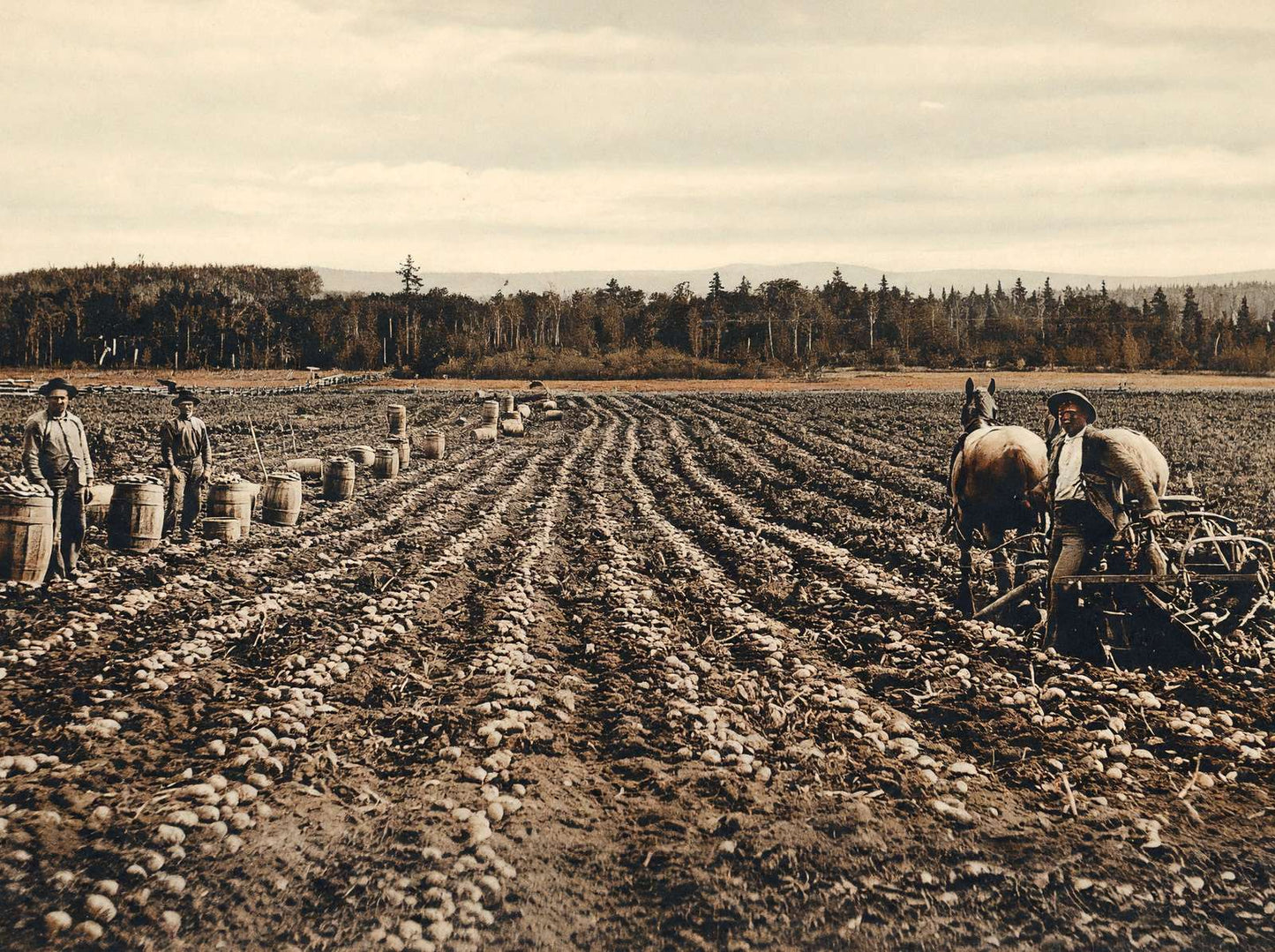 Potato Field Fort Fairfield Maine in 1905 Vintage Print (7 Sizes) - Acid Free