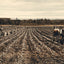 Potato Field in Fort Fairfield in 1905 vintage print