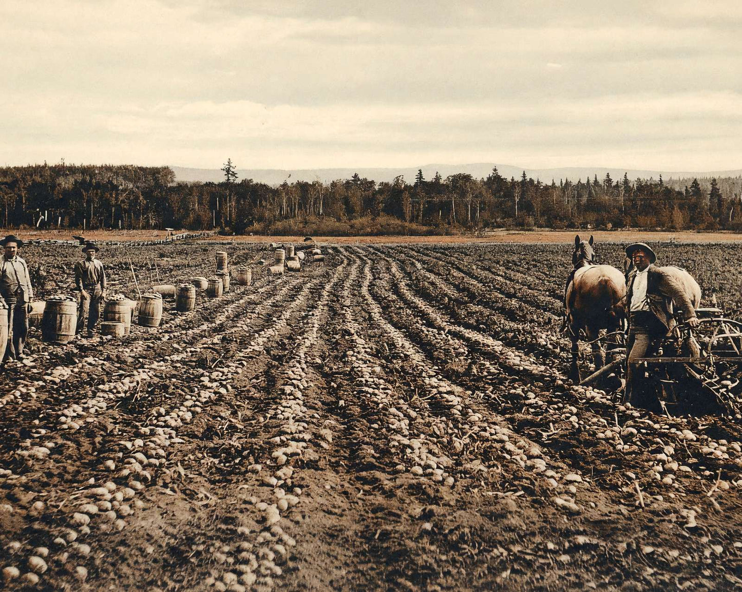 Potato Field in Fort Fairfield in 1905 vintage print