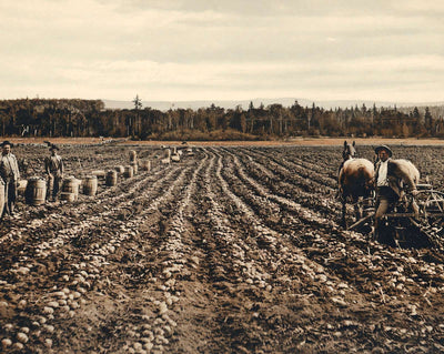 Potato Field in Fort Fairfield in 1905 vintage print