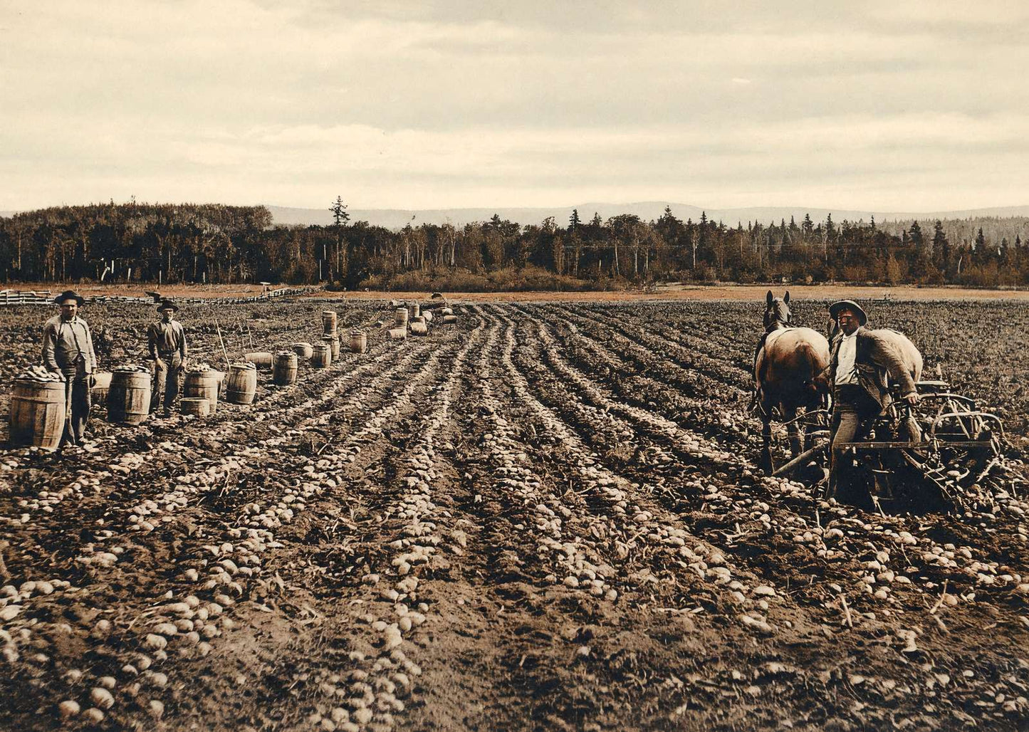 Potato Field Fort Fairfield Maine in 1905 Vintage Print (7 Sizes) - Acid Free
