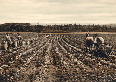 Potato Field Fort Fairfield Maine in 1905 Vintage Print (7 Sizes) - Acid Free
