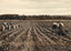 Potato Field Fort Fairfield Maine in 1905 Vintage Print (7 Sizes) - Acid Free