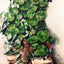 Pots of Geraniums Fine Art Print 1888 Painting by Paul Cezanne (6 Sizes)
