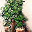 Pots of Geraniums Fine Art Print 1888 Painting by Paul Cezanne (6 Sizes)