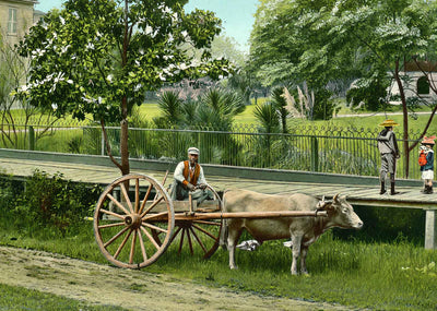 Rapid Transit Pensacola FL in 1904 Vintage Print (7 Sizes) - Reproduction