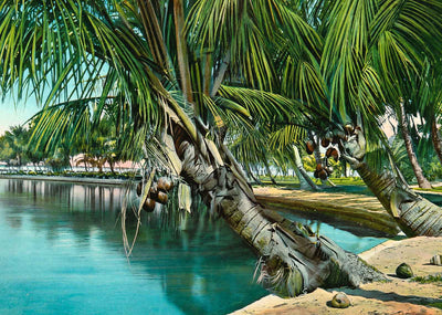 Reflections Florida in 1908 Vintage Print (7 Sizes) - High Quality