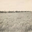 Rice Farm Beaumont in 1907 Vintage Print (7 Sizes) - Reproduction