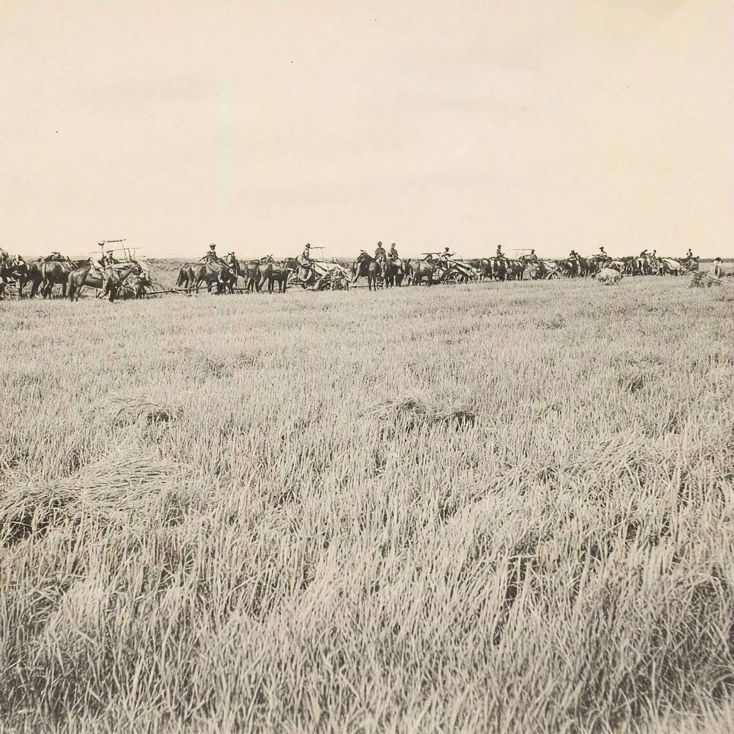 Rice Farm Beaumont in 1907 Vintage Print (7 Sizes) - Reproduction