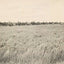 Rice Farm Beaumont in 1907 Vintage Print (7 Sizes) - Reproduction