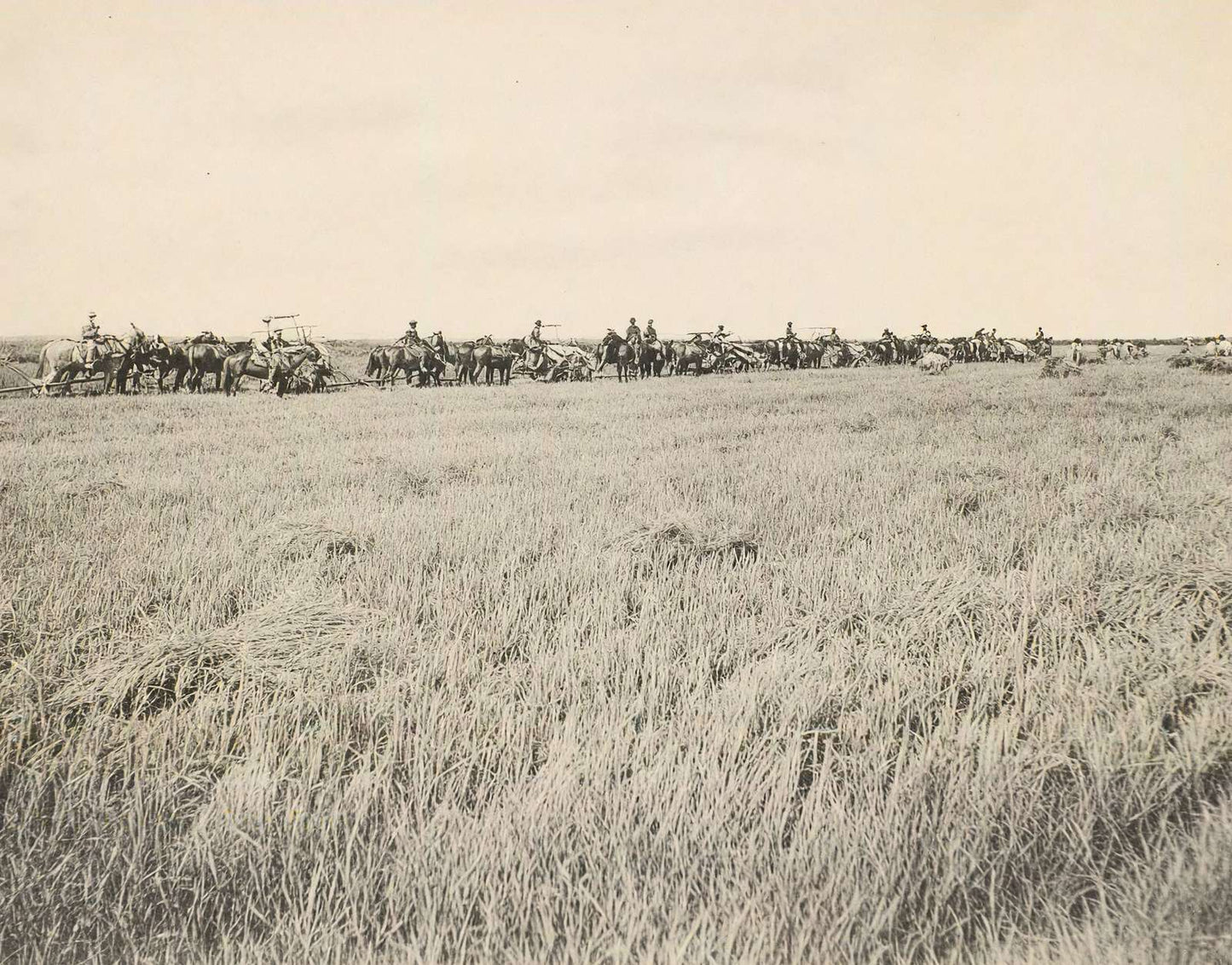 Rice Farm Beaumont in 1907 Vintage Print (7 Sizes) - Reproduction