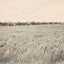 Rice Farm Beaumont in 1907 Vintage Print (7 Sizes) - Reproduction