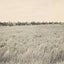 Rice Farm Beaumont in 1907 Vintage Print (7 Sizes) - Reproduction