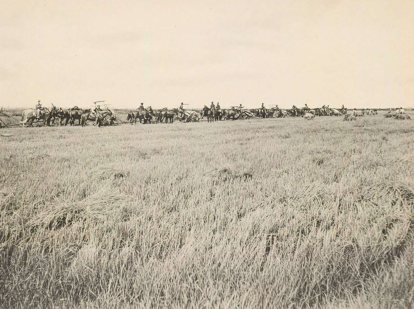 Rice Farm Beaumont in 1907 Vintage Print (7 Sizes) - Reproduction
