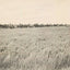 Rice Farm