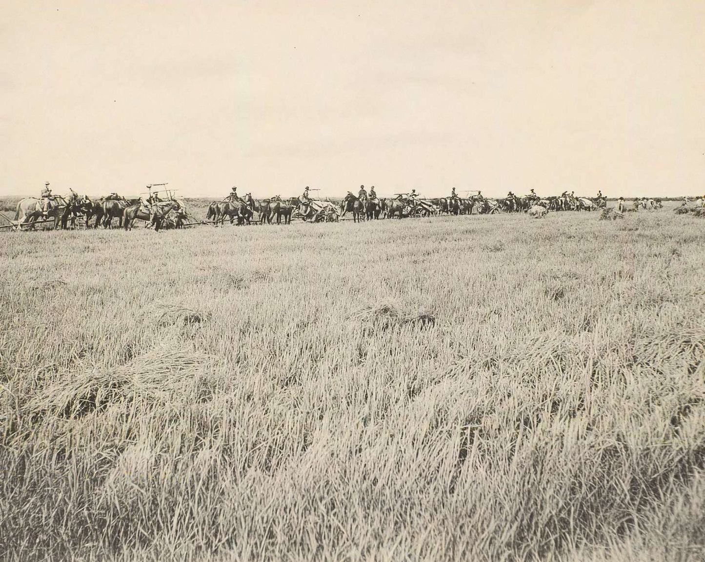 Rice Farm