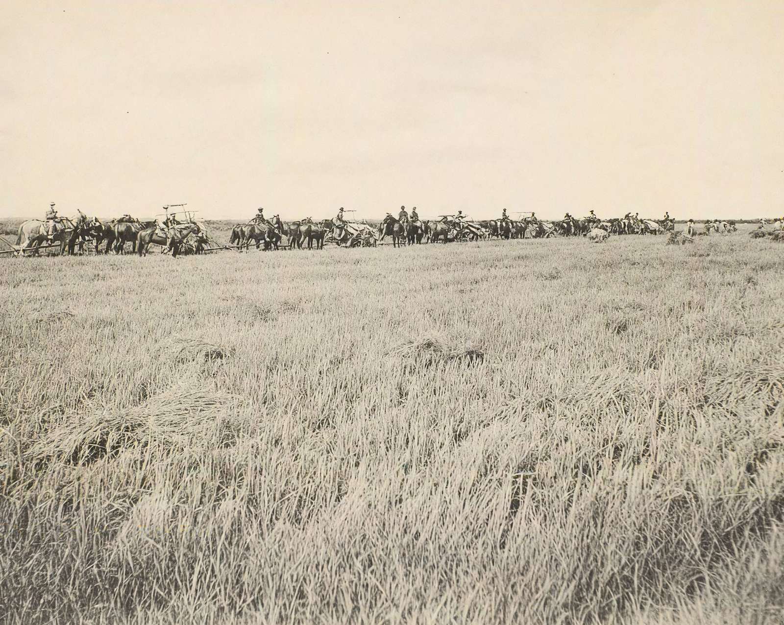 Rice Farm