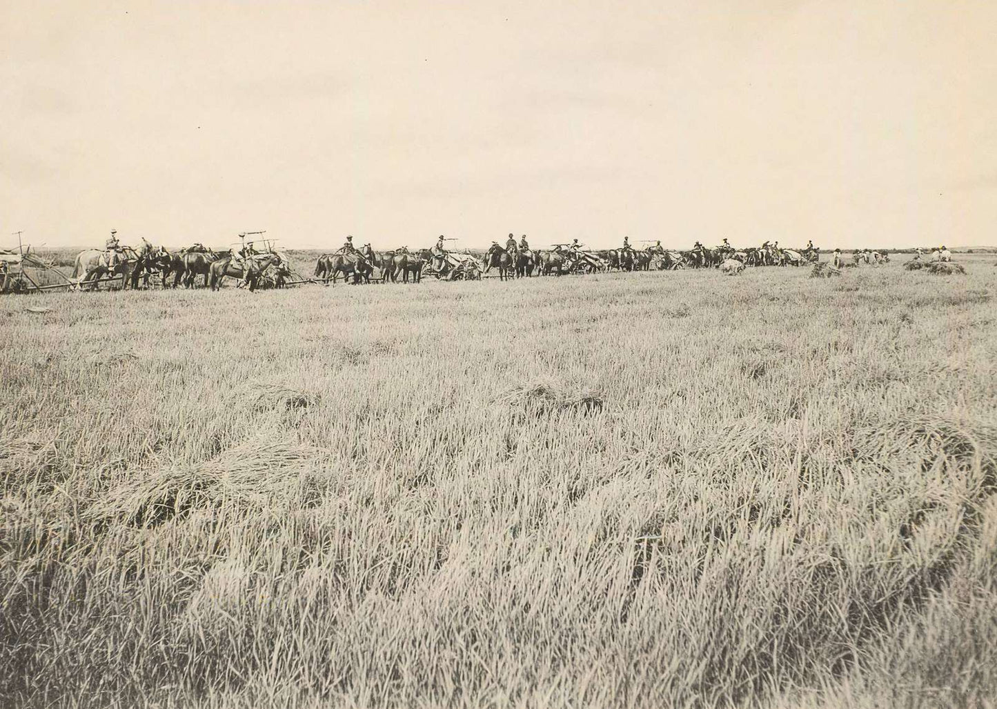 Rice Farm Beaumont in 1907 Vintage Print (7 Sizes) - Reproduction