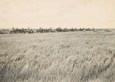 Rice Farm Beaumont in 1907 Vintage Print (7 Sizes) - Reproduction
