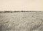 Rice Farm Beaumont in 1907 Vintage Print (7 Sizes) - Reproduction