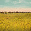 Rice Farm Beaumont in 1907 Vintage Print (7 Sizes) - Premium Print