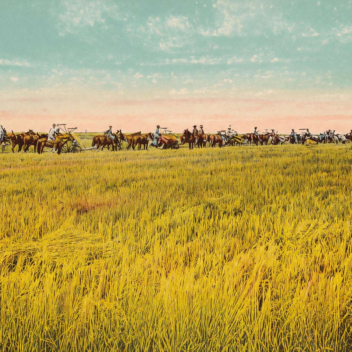 Rice Farm Beaumont in 1907 Vintage Print (7 Sizes) - Premium Print