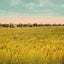 Rice Farm Beaumont in 1907 Vintage Print (7 Sizes) - Premium Print