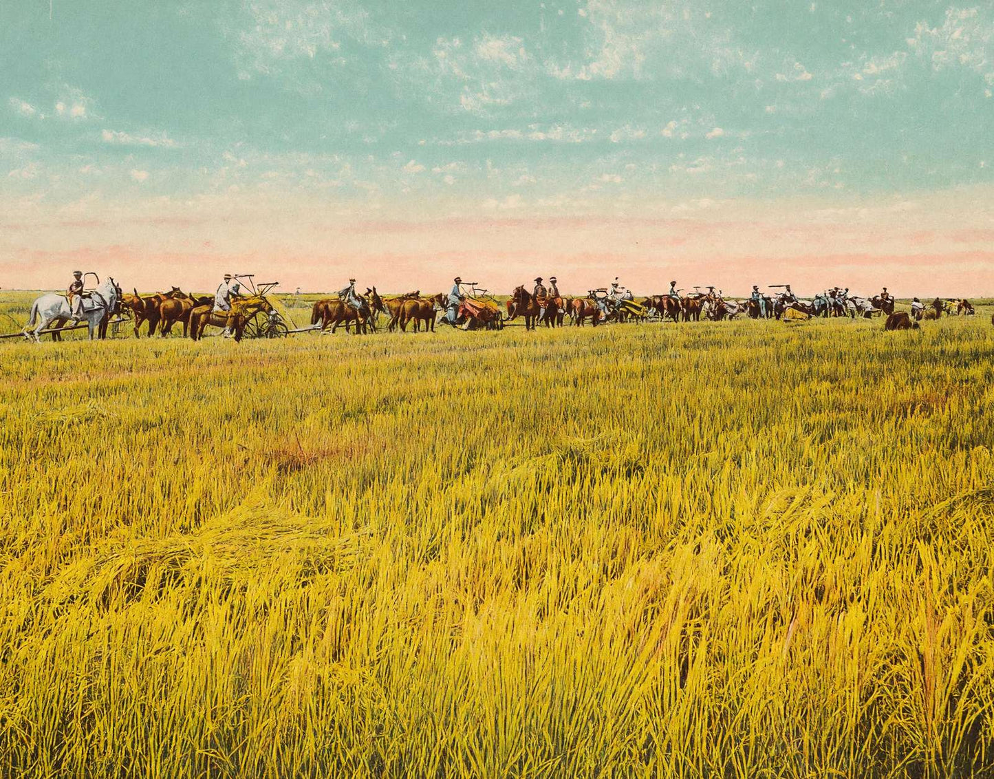 Rice Farm Beaumont in 1907 Vintage Print (7 Sizes) - Premium Print