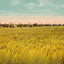 Rice Farm Beaumont in 1907 Vintage Print (7 Sizes) - Premium Print