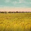 Rice Farm Beaumont in 1907 Vintage Print (7 Sizes) - Premium Print