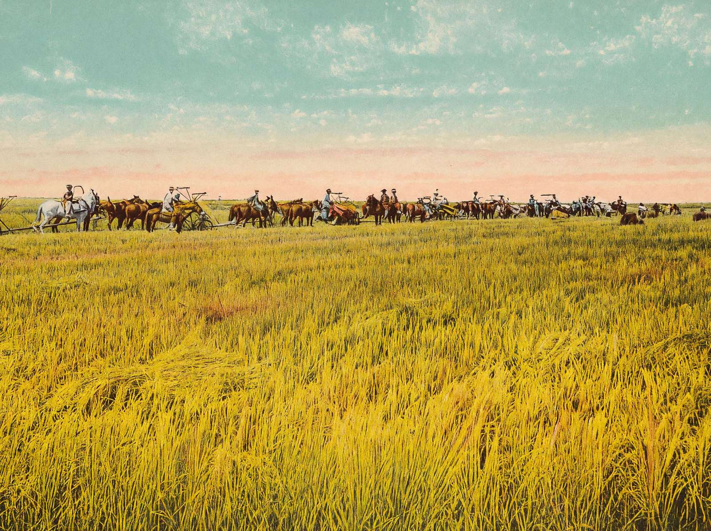 Rice Farm Beaumont in 1907 Vintage Print (7 Sizes) - Premium Print
