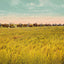 Rice Farm