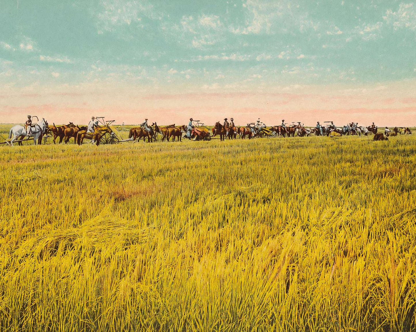 Rice Farm