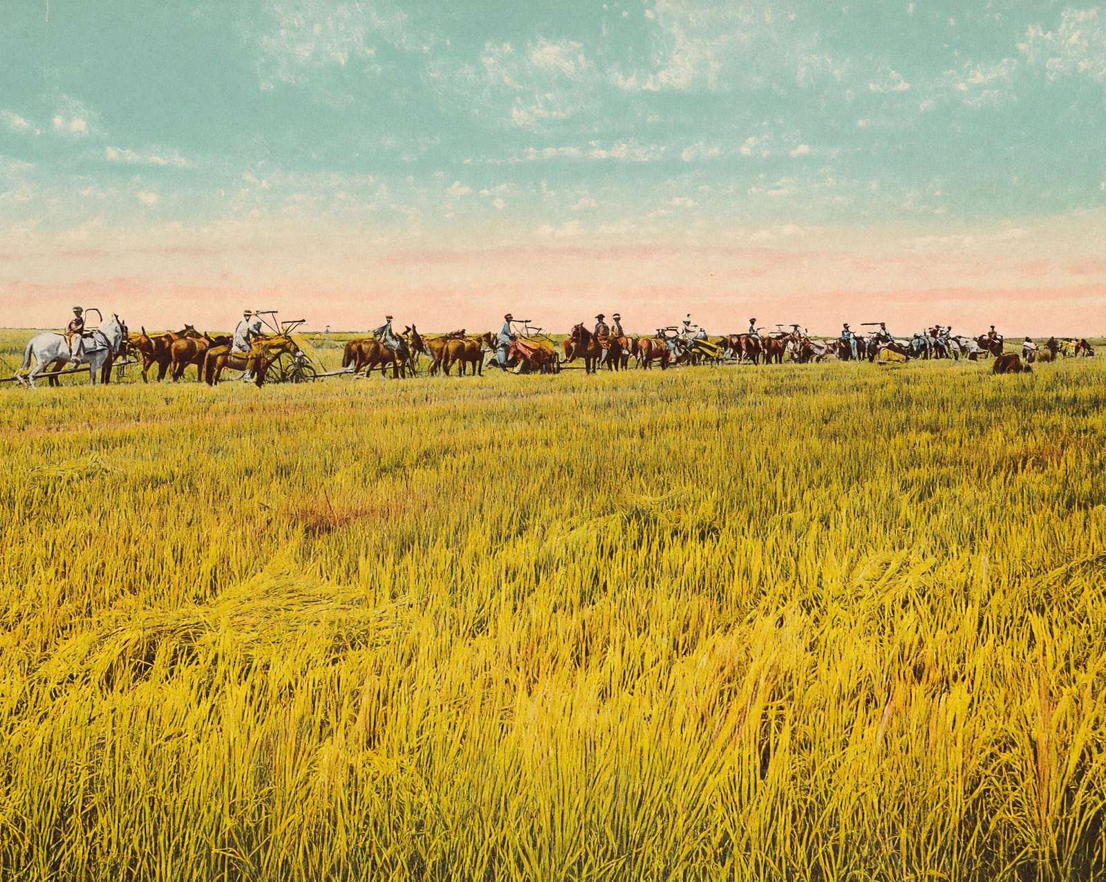 Rice Farm