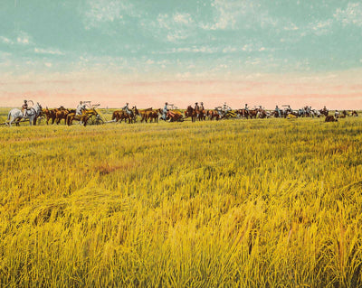 Rice Farm
