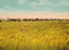 Rice Farm Beaumont in 1907 Vintage Print (7 Sizes) - Premium Print