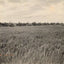 Rice Farm Beaumont in 1907 Vintage Print (7 Sizes) - Premium Quality
