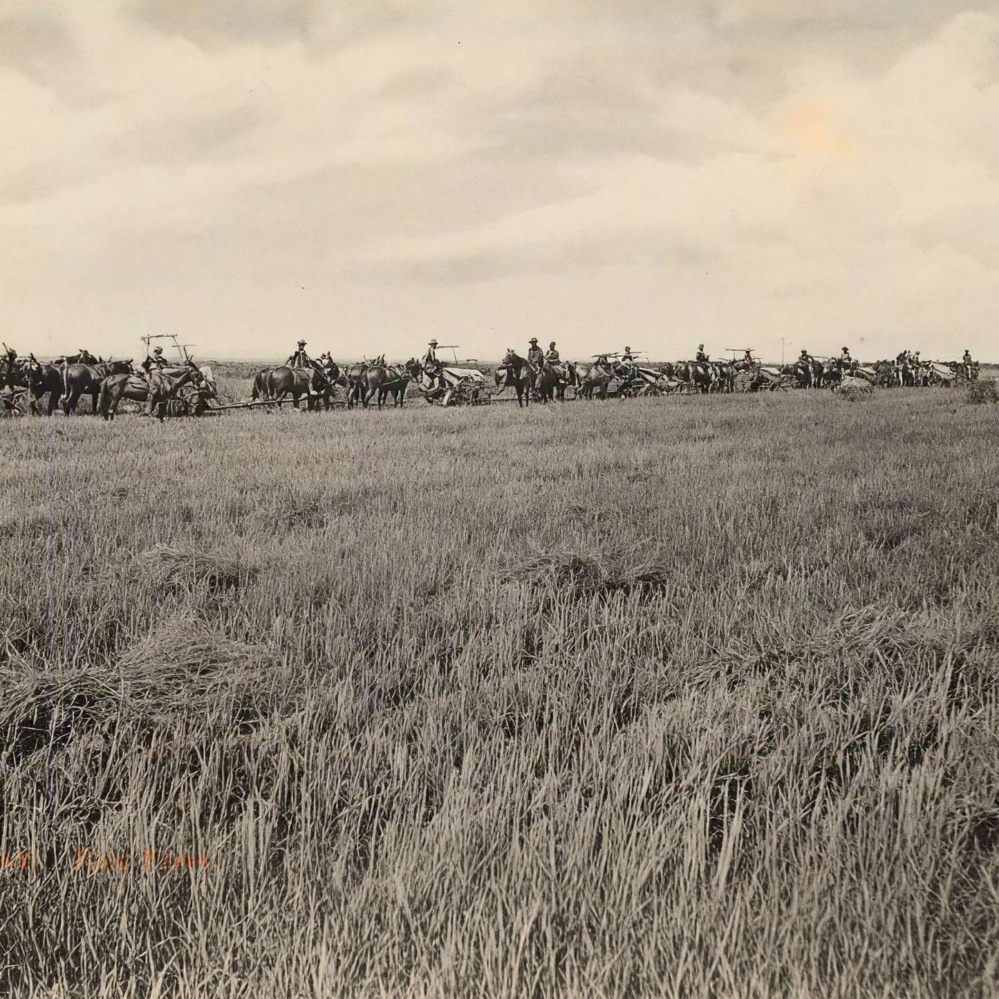 Rice Farm Beaumont in 1907 Vintage Print (7 Sizes) - Premium Quality