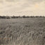 Rice Farm Beaumont in 1907 Vintage Print (7 Sizes) - Premium Quality