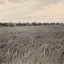 Rice Farm Beaumont in 1907 Vintage Print (7 Sizes) - Premium Quality