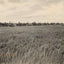 Rice Farm Beaumont in 1907 Vintage Print (7 Sizes) - Premium Quality