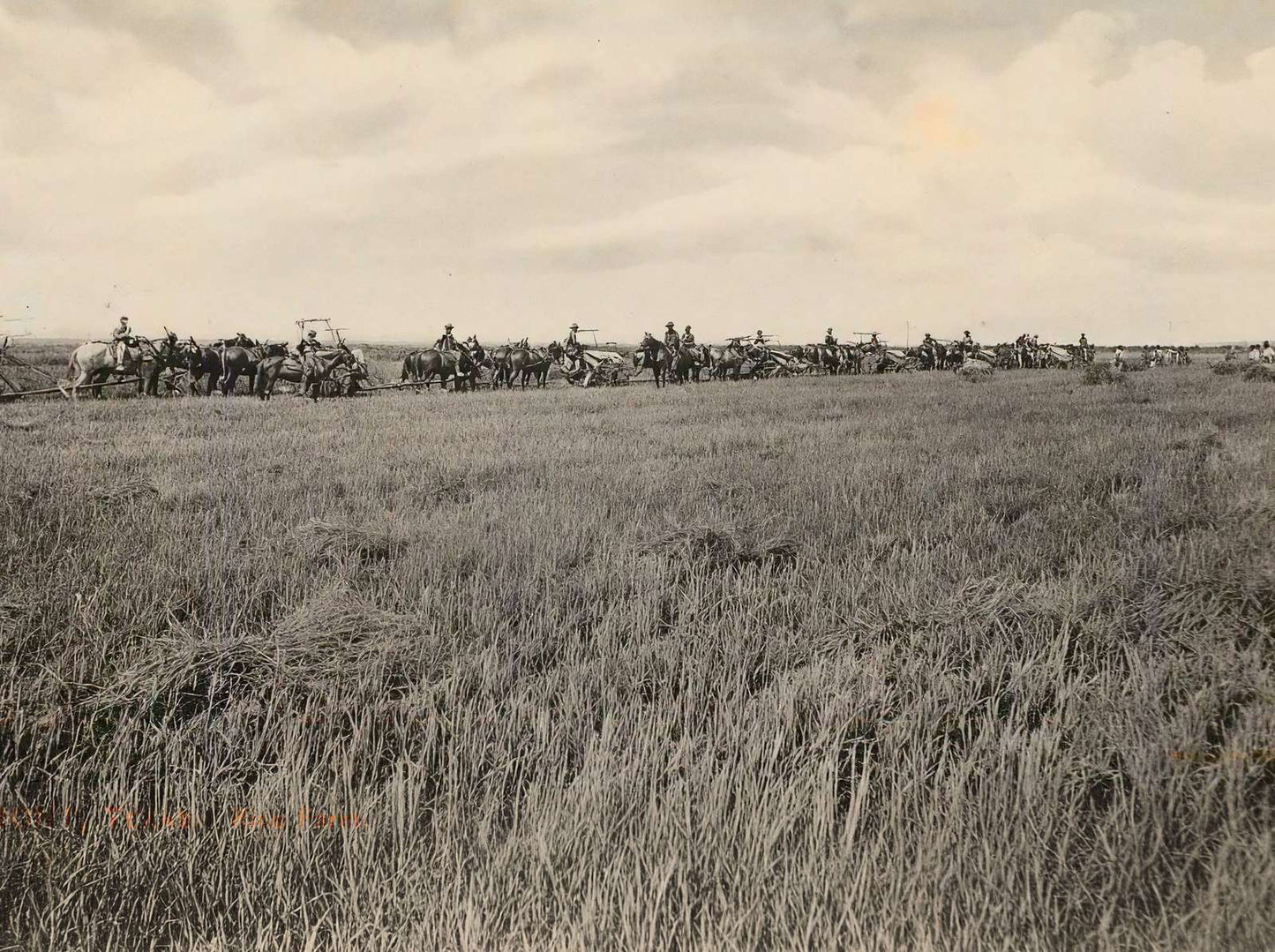 Rice Farm Beaumont in 1907 Vintage Print (7 Sizes) - Premium Quality