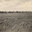 Rice Farm