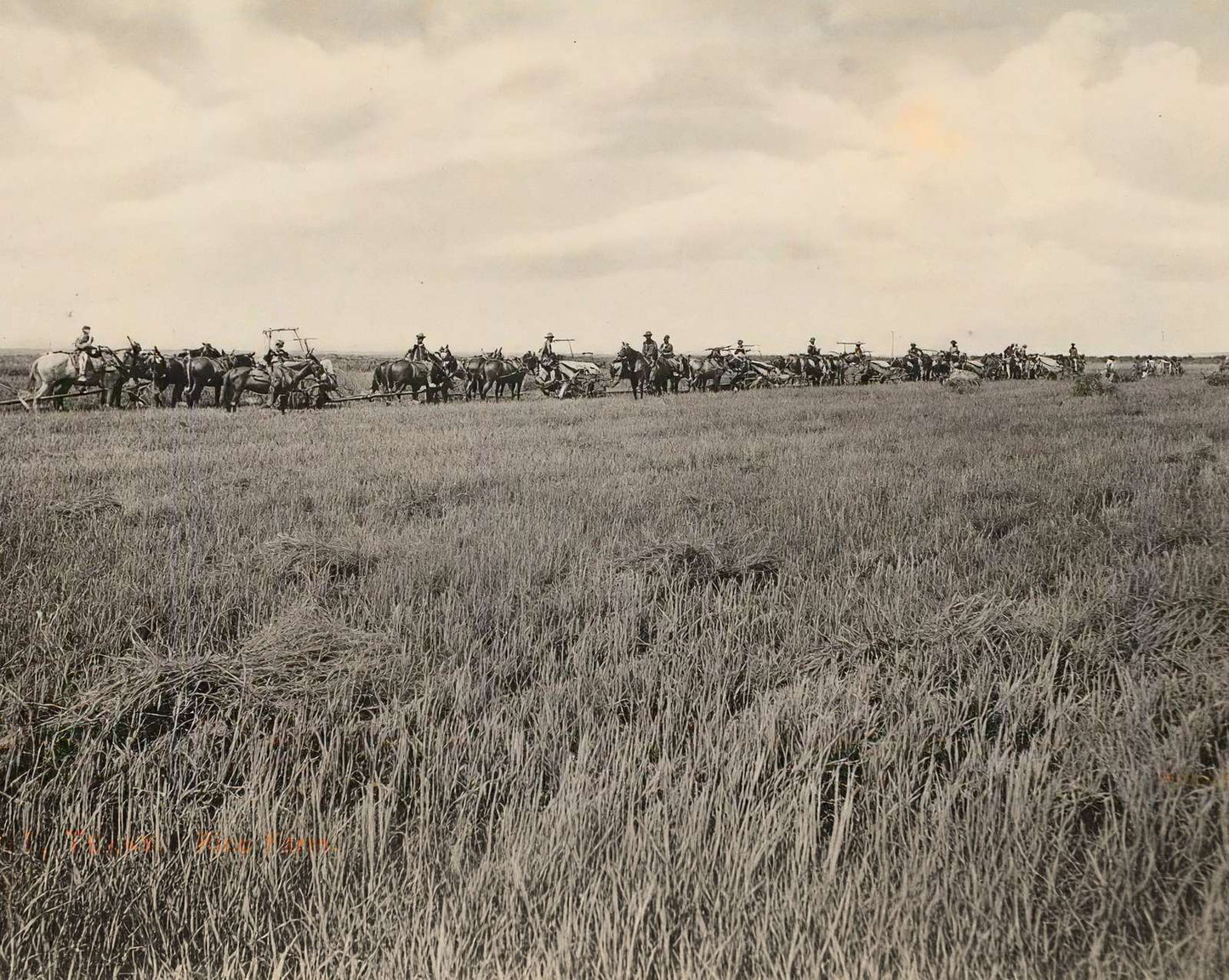 Rice Farm